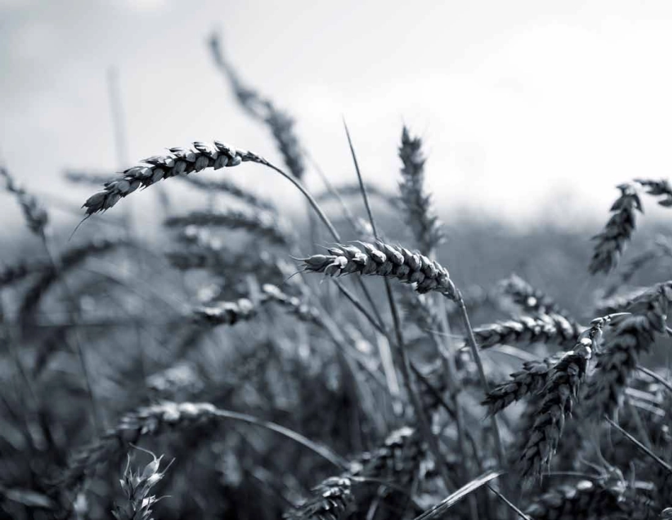 灰雁Grey Goose-vi手册2011_第5页