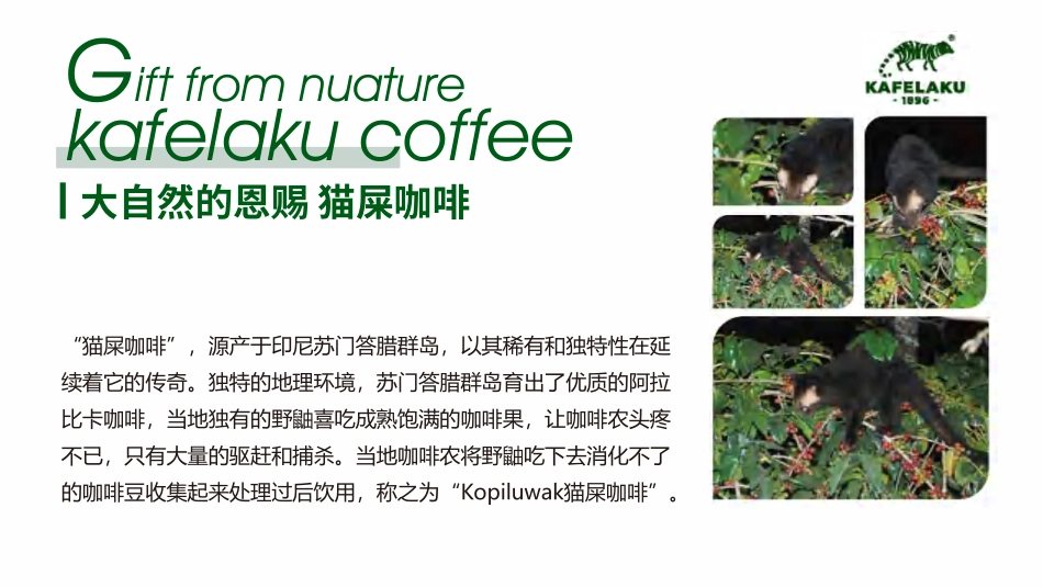 猫屎咖啡招商加盟品牌手册(41P)_第3页