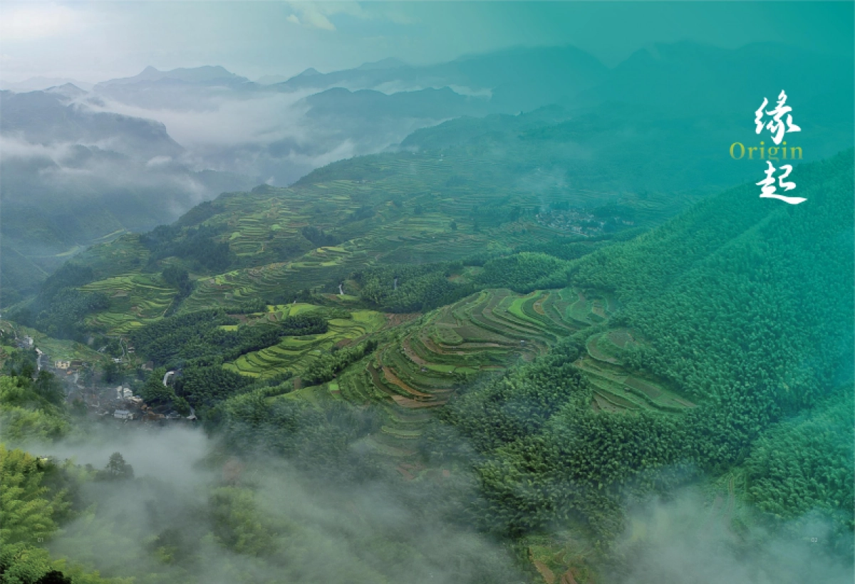 绿电方舟—守护万物共生美好地球_第4页