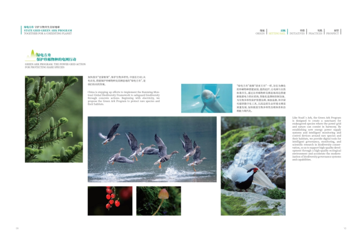 绿电方舟—守护万物共生美好地球_第8页