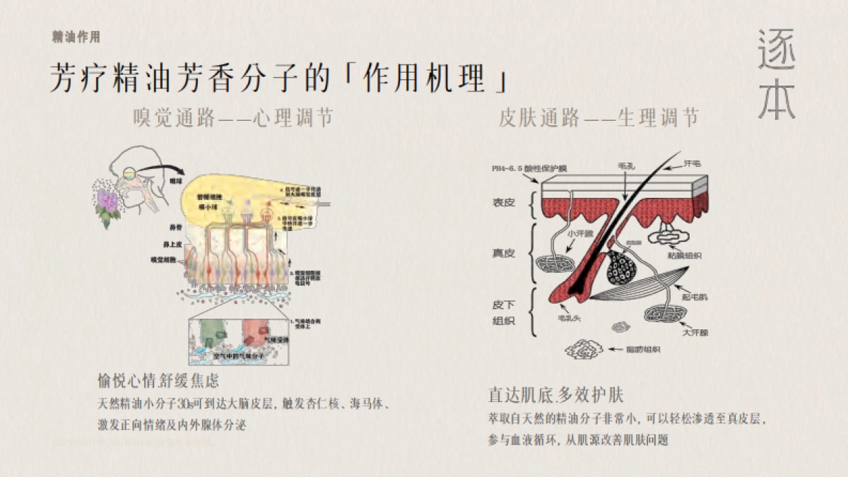 逐本品牌简介_第3页
