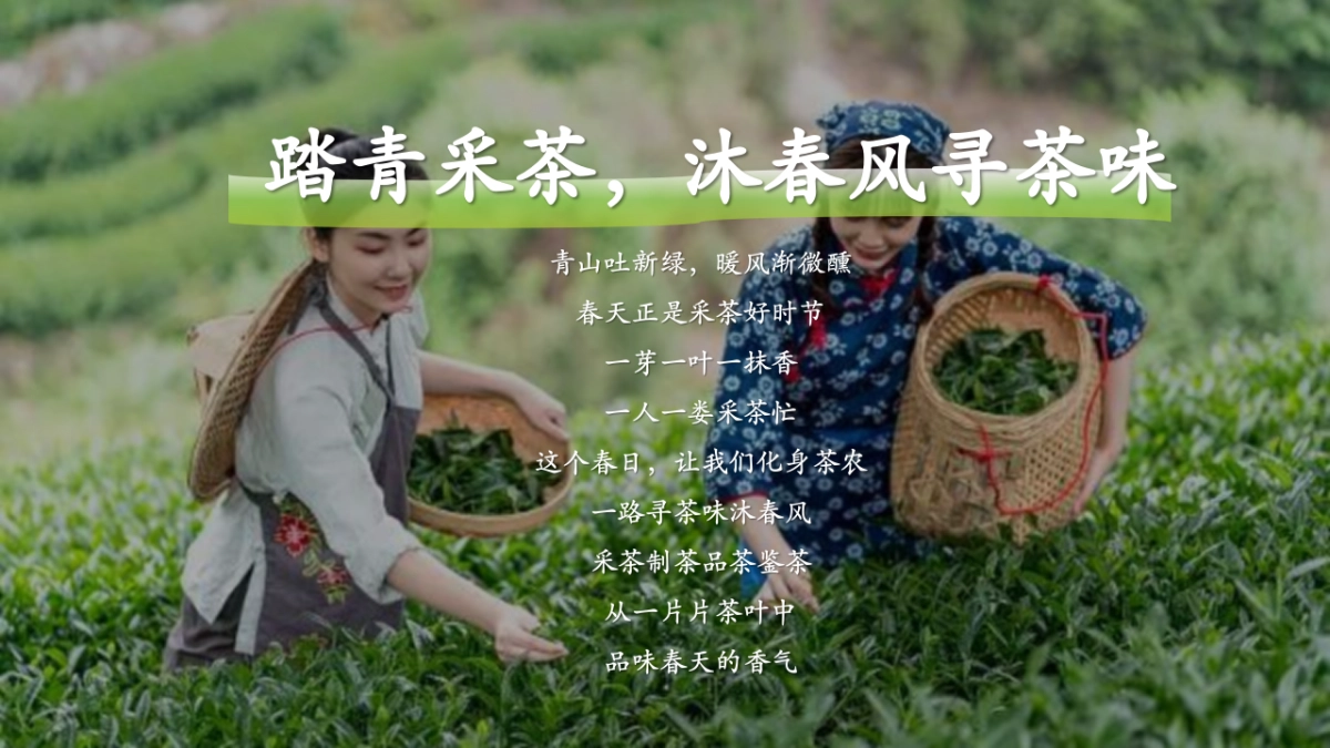 春季谷雨踏青寻茶香采茶团建活动策划案_第4页