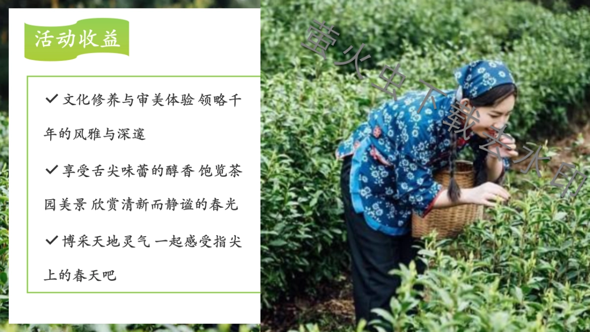 春季谷雨踏青寻茶香采茶团建活动策划案_第8页