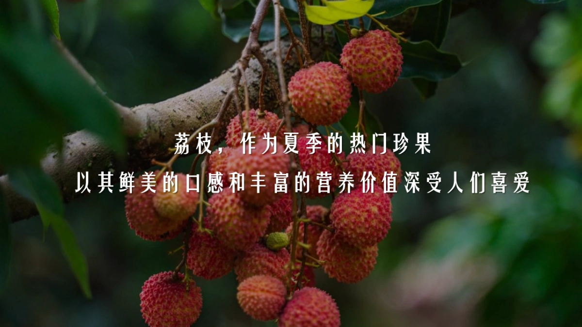 荔香古韵梦回千年荔枝文化节（荔香古韵·梦回千年主题）活动策划方案_第4页