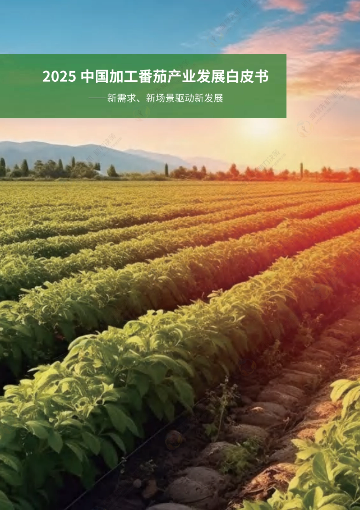 2025年中国加工番茄产业发展白皮书_第3页