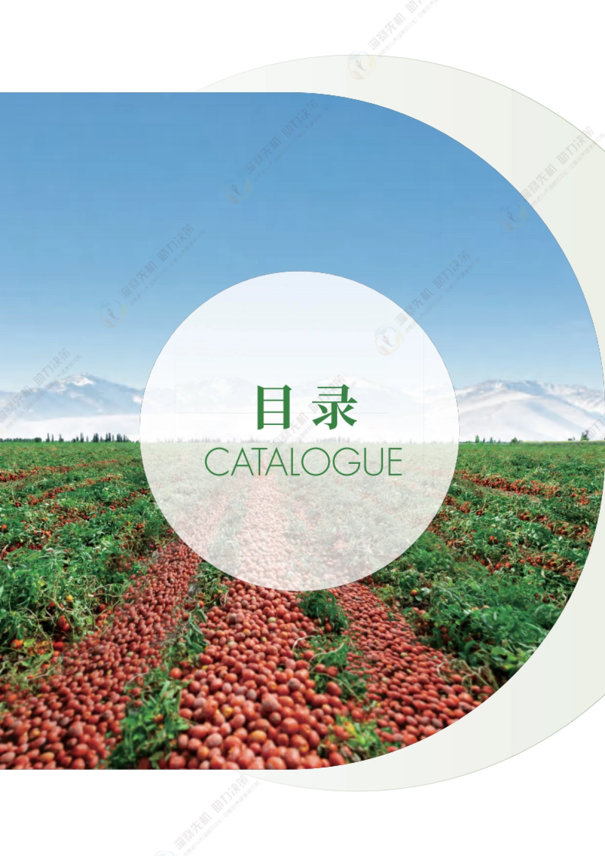 2025年中国加工番茄产业发展白皮书_第4页