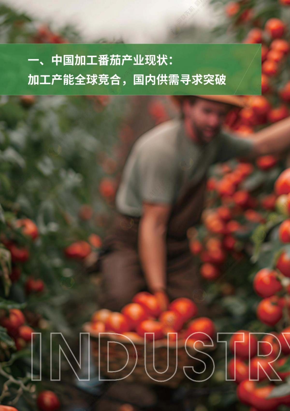 2025年中国加工番茄产业发展白皮书_第8页