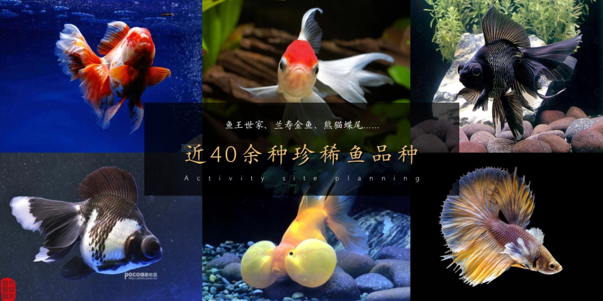 “遇鉴国风雅境时”创意中式游园主题开放活动策划方案_第8页