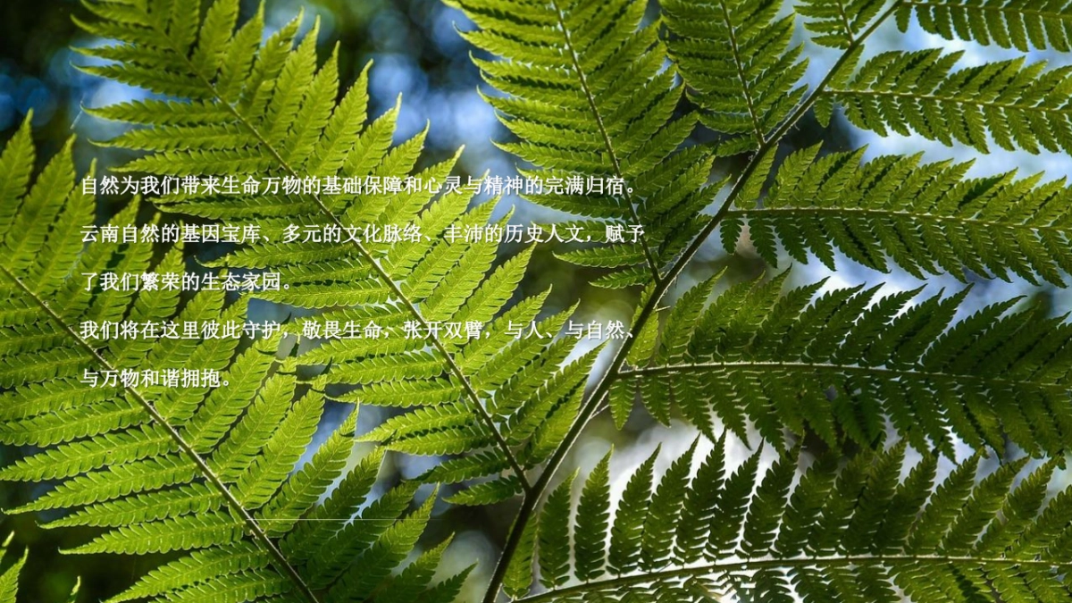 《云南西双版纳探秘》春季高端团建金融团建拓展活动策划方案_第4页