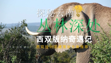 《云南西双版纳探秘》春季高端团建金融团建拓展活动策划方案