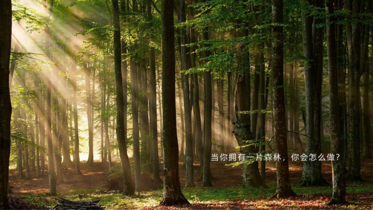 森林里景区全年营销规划方案_第2页