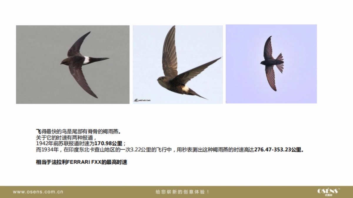 欧赛斯飞到门LOGO优化方案_第4页