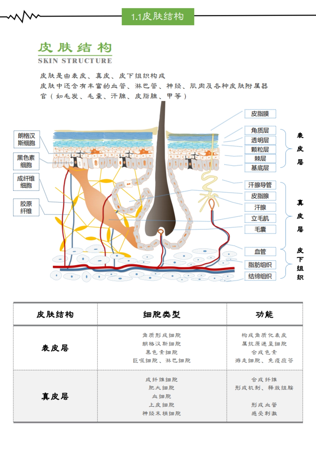 2021中国美容院消费者疫情后BIO居家美容发展趋势调研报告-亘古永续-28页_第6页