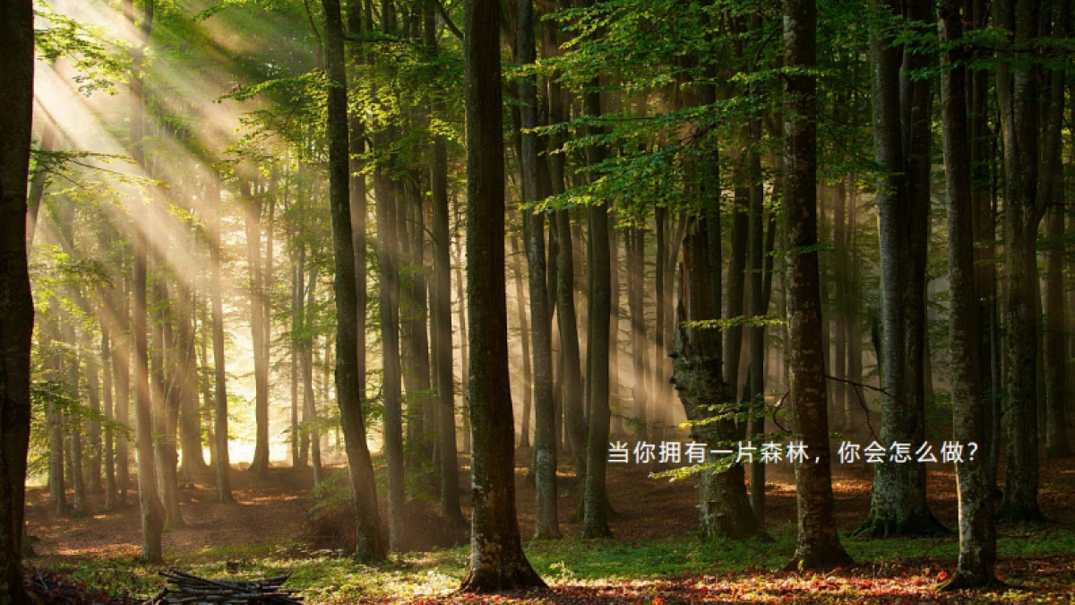 森林文旅景区全年营销规划案_第2页