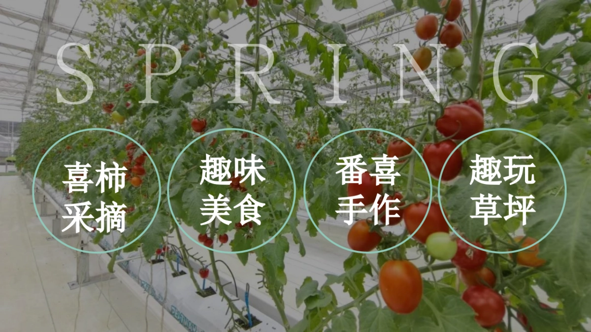 春日番茄研学团建「春光研学 番甜喜柿主题」活动策划方案_第5页