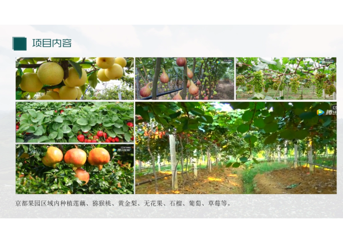 中原地区某县“果色添香”果园乡村农业产业规划设计概念方案_第10页