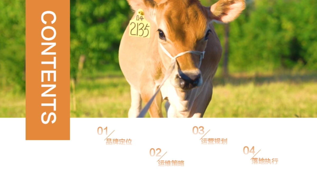 jebsey鲜牛奶品牌抖音短视频运营规划案_第2页