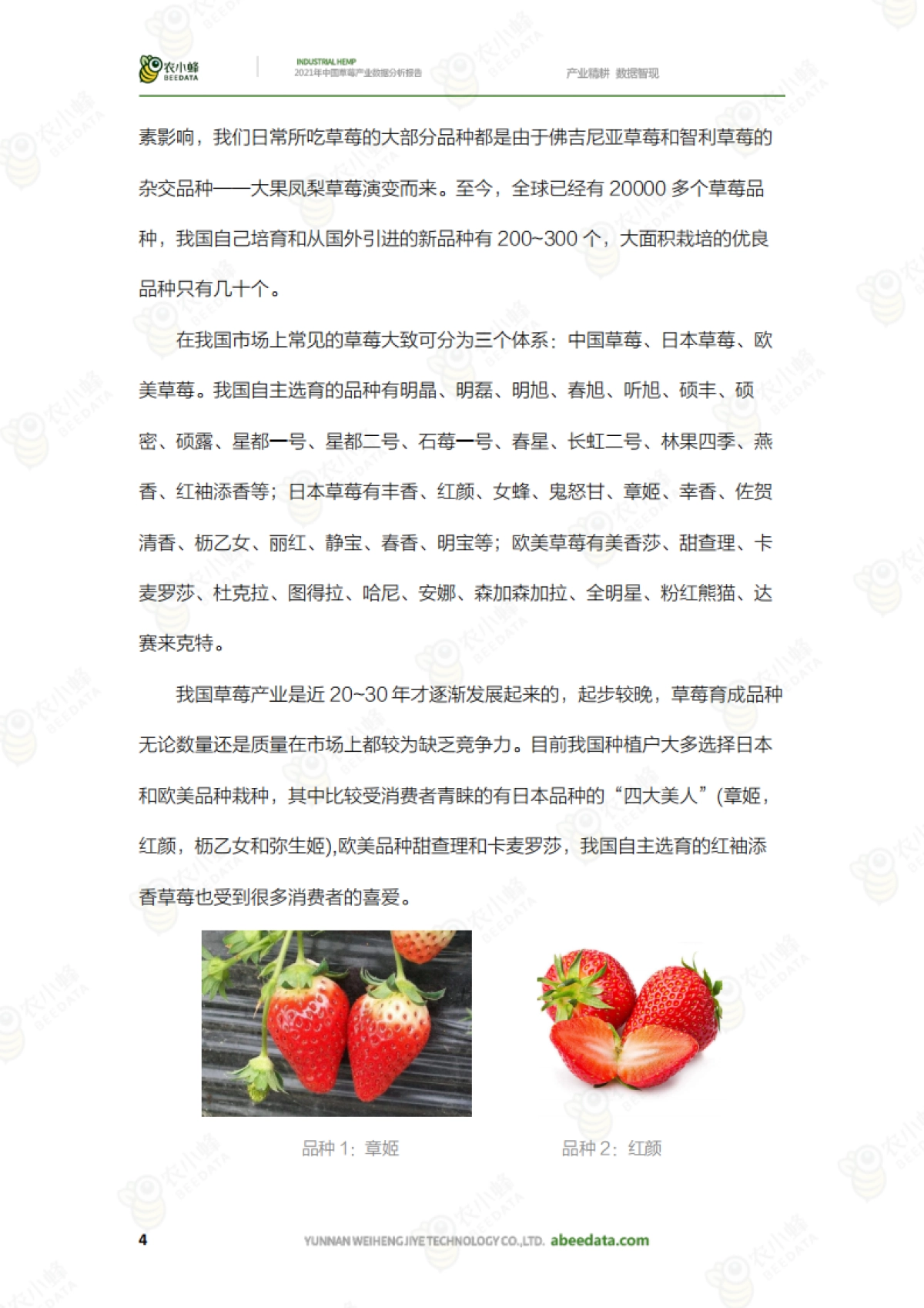 中国草莓产业数据分析报告_第6页