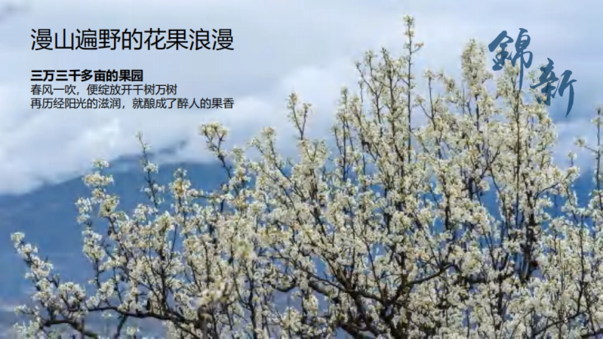 锦新和美村水果种植产业乡村振兴策划规划运营方案_第6页