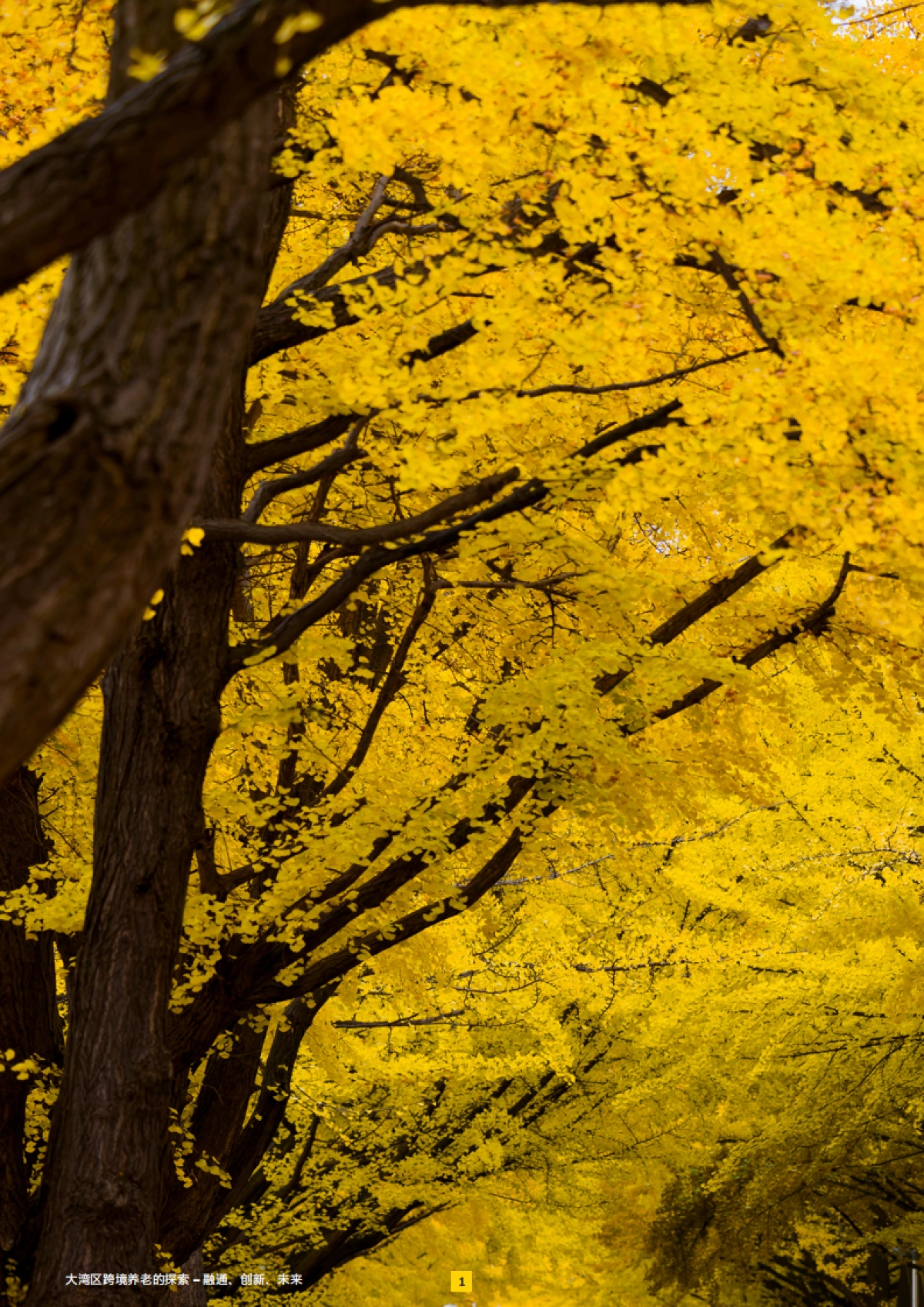 2025年大湾区跨境养老的探索——融通、创新、未来报告_第2页