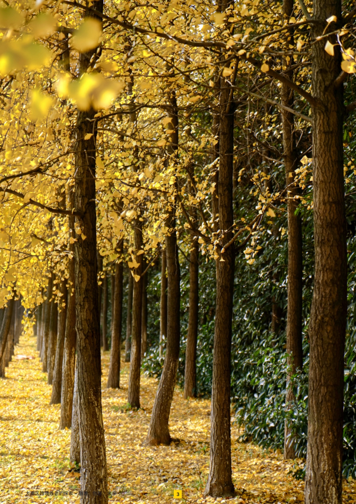 2025年大湾区跨境养老的探索——融通、创新、未来报告_第4页