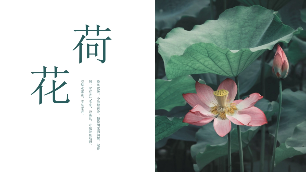 中国风PPT-荷花 (5)_第4页