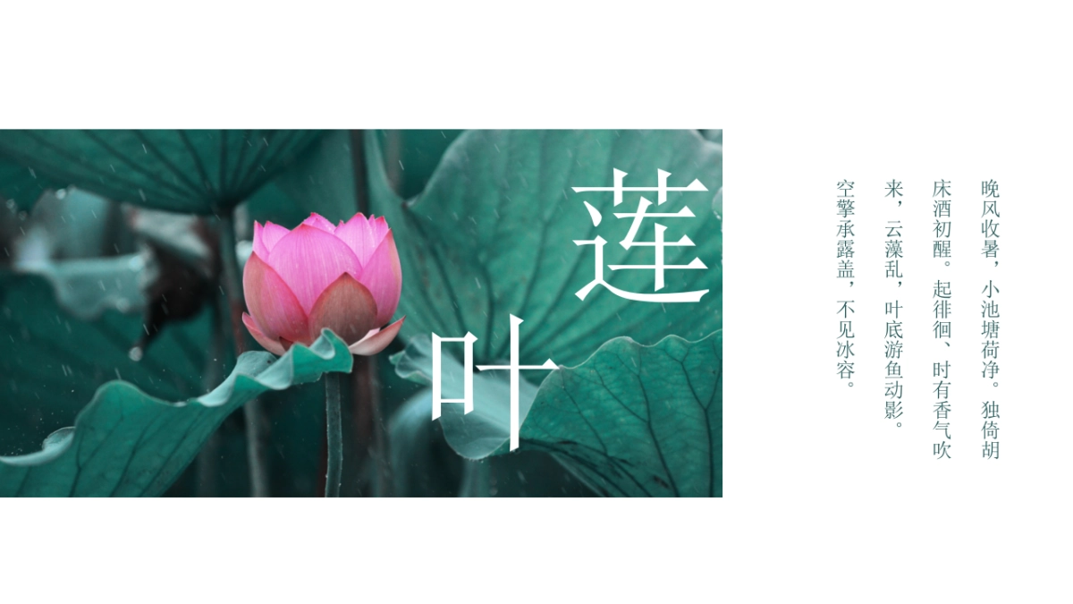 中国风PPT-荷花 (5)_第5页