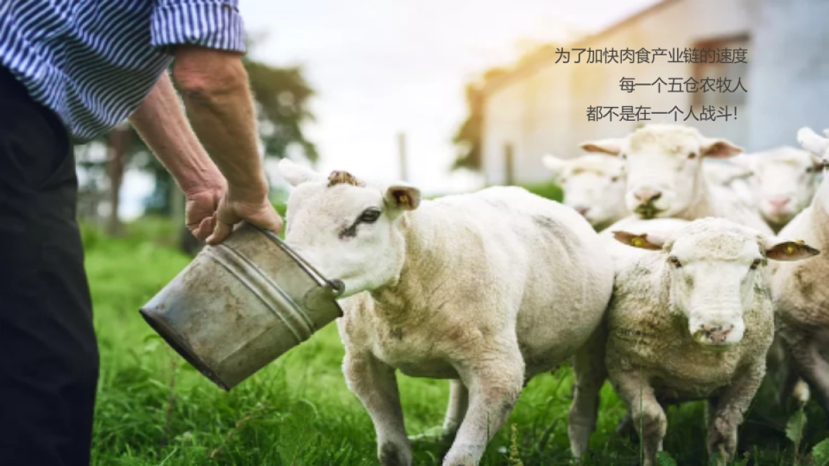 五仓农牧2020年年会策划方案_第4页