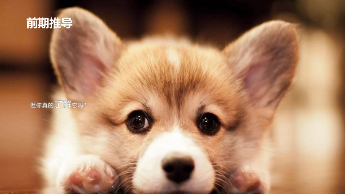 超可信新品上市会_第6页