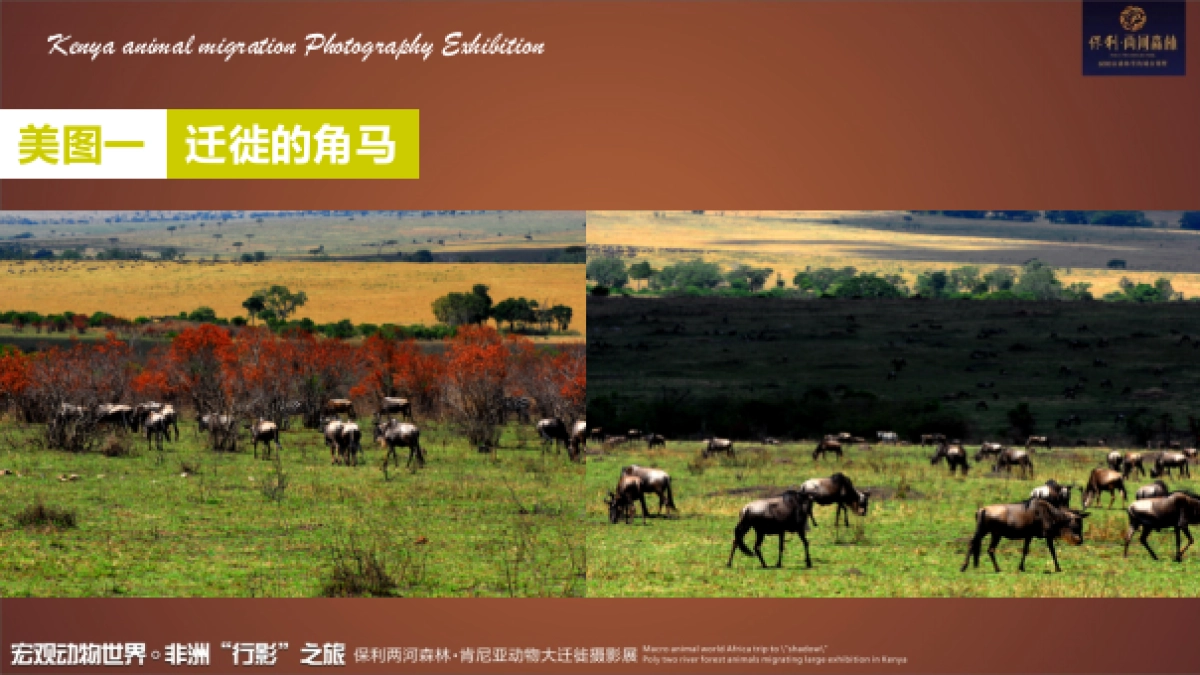 2017保利花园肯尼亚动物大迁徙摄影展活动方案_第5页