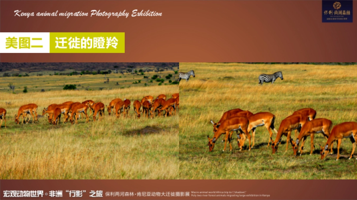 2017保利花园肯尼亚动物大迁徙摄影展活动方案_第6页