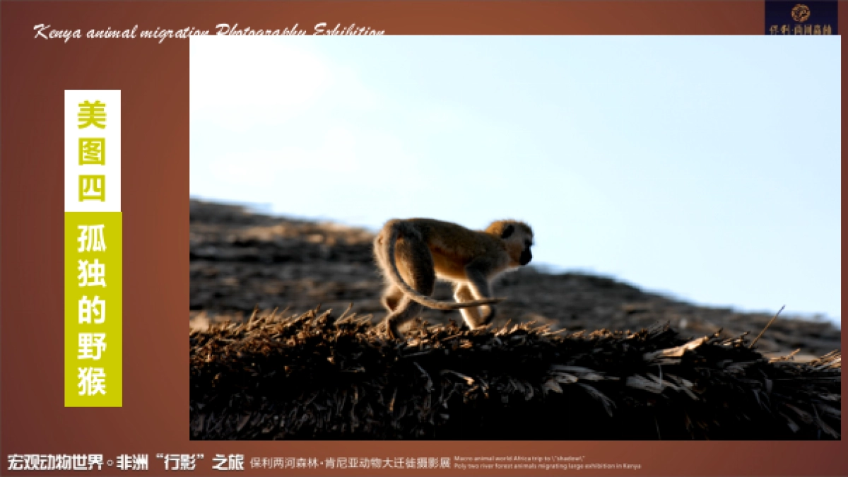 2017保利花园肯尼亚动物大迁徙摄影展活动方案_第8页