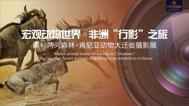 2017保利花园肯尼亚动物大迁徙摄影展活动方案