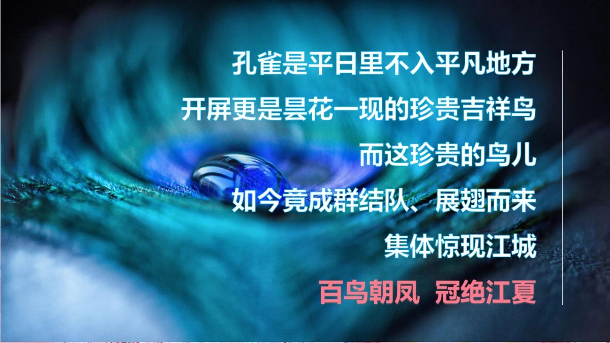 2017春季孔雀百鸟展策划案_第2页