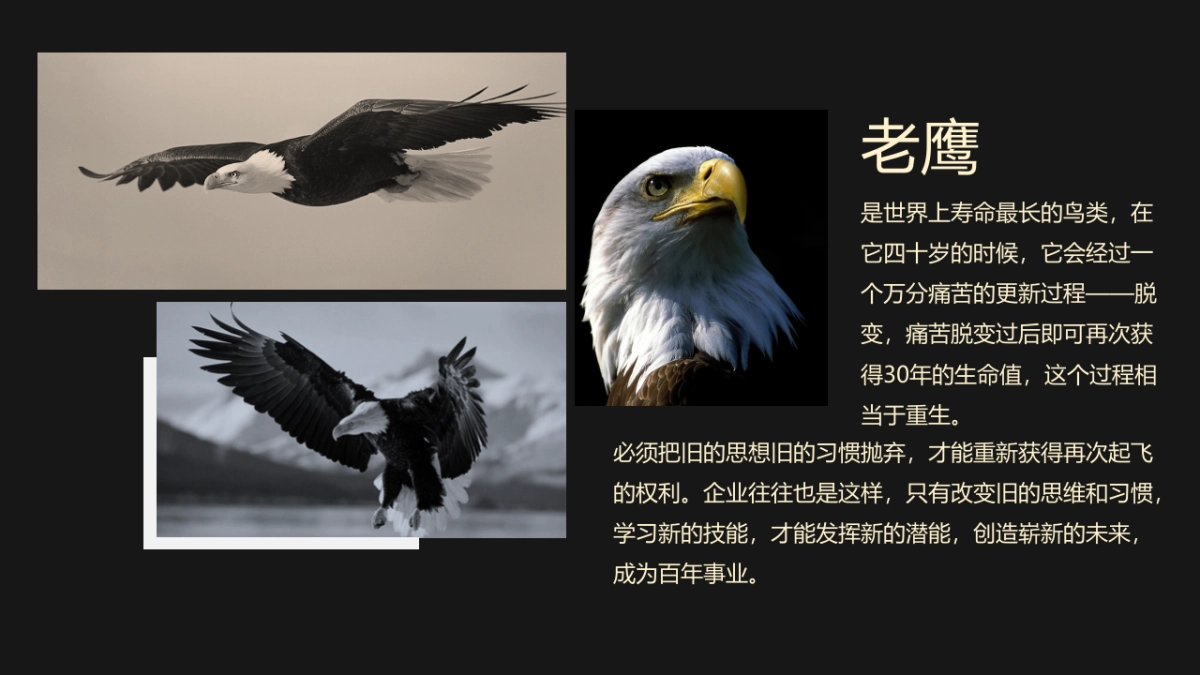 2018赣州朱师傅春节联欢晚会盛典策划案_第7页