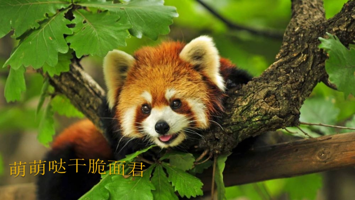 2019萌宠来袭·欢聚五一-韶关保利大都会萌宠主题策划案_第1页