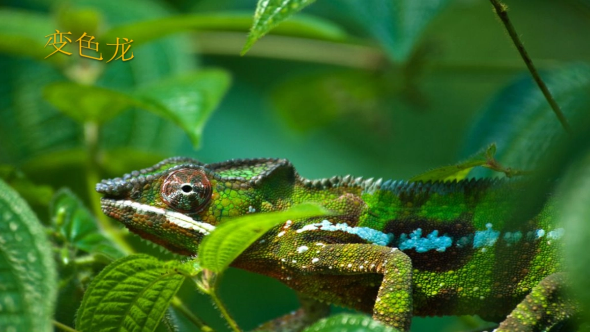 2019萌宠来袭·欢聚五一-韶关保利大都会萌宠主题策划案_第2页