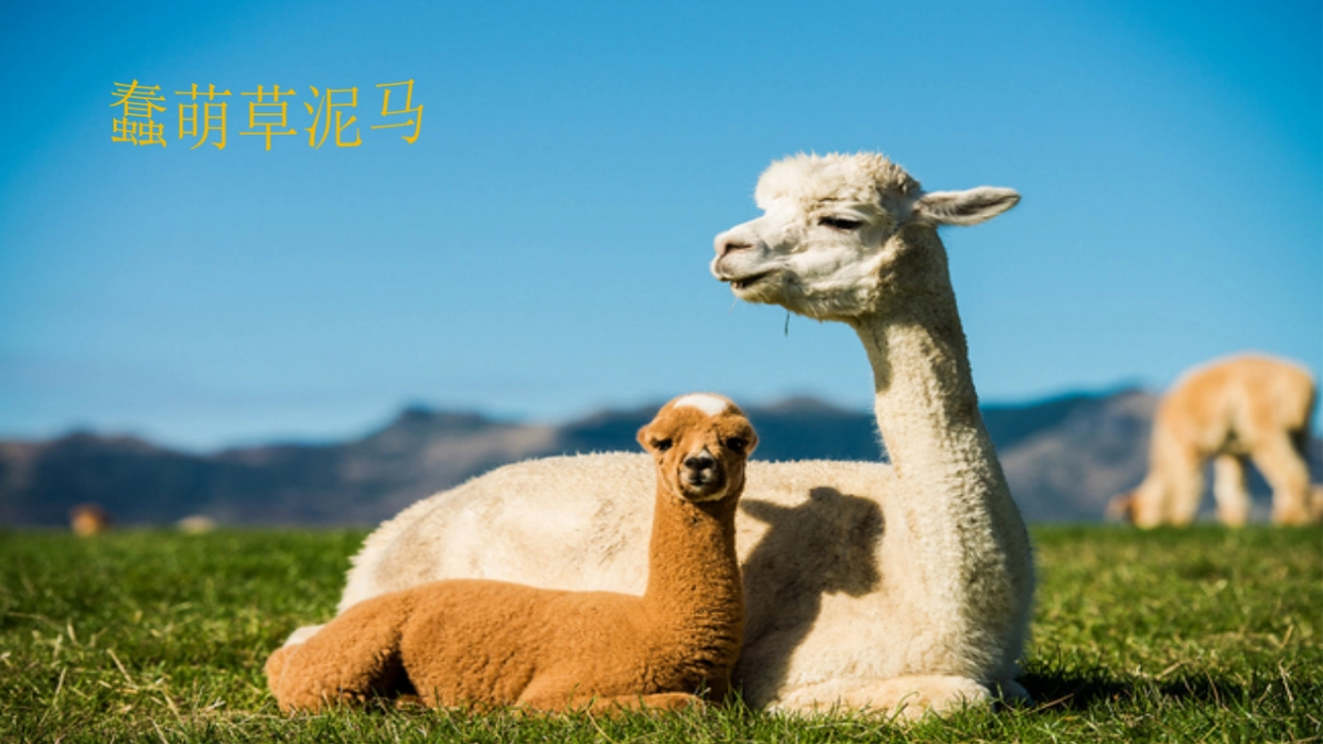 2019萌宠来袭·欢聚五一-韶关保利大都会萌宠主题策划案_第3页