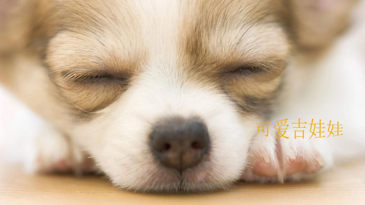 2019萌宠来袭·欢聚五一-韶关保利大都会萌宠主题策划案_第5页