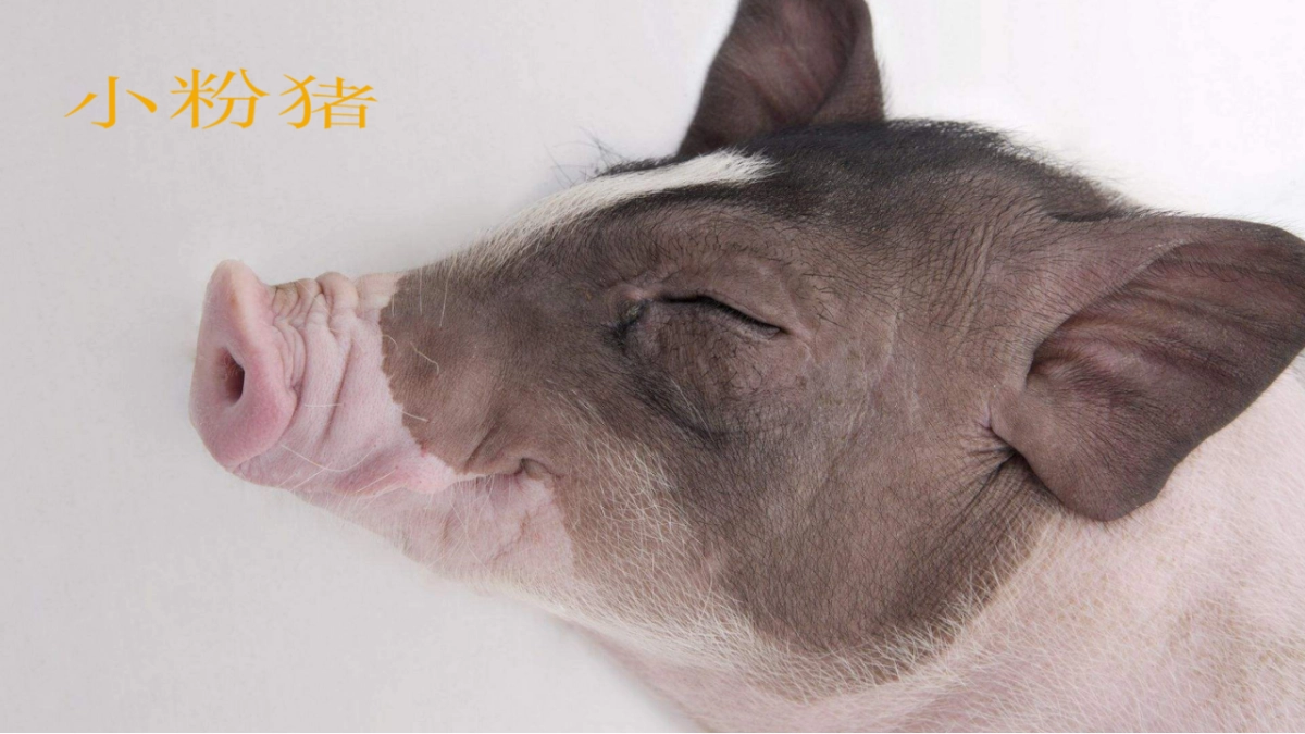 2019萌宠来袭·欢聚五一-韶关保利大都会萌宠主题策划案_第6页