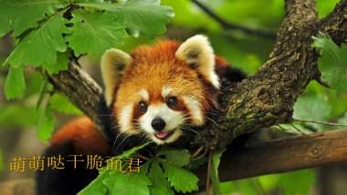 2019萌宠来袭·欢聚五一-韶关保利大都会萌宠主题策划案