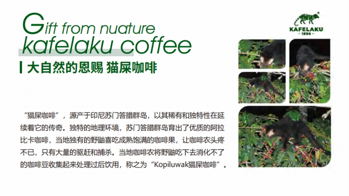 猫屎咖啡品牌资料_第3页