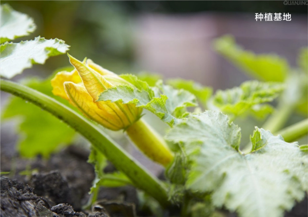 广东淳天然品牌调性方案_第5页