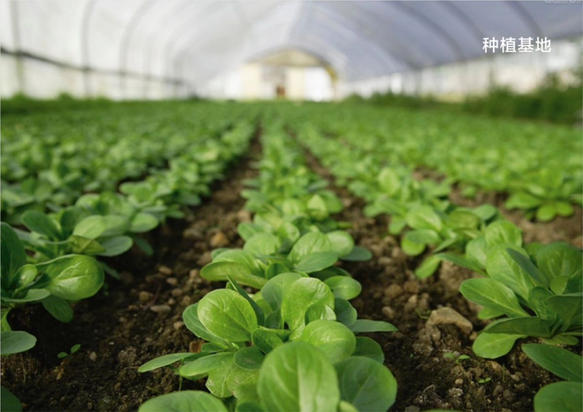 广东淳天然品牌调性方案_第8页