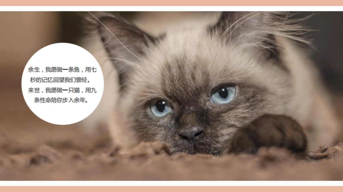 2019御景滨江花园五一萌宠主题活动思路案_第2页