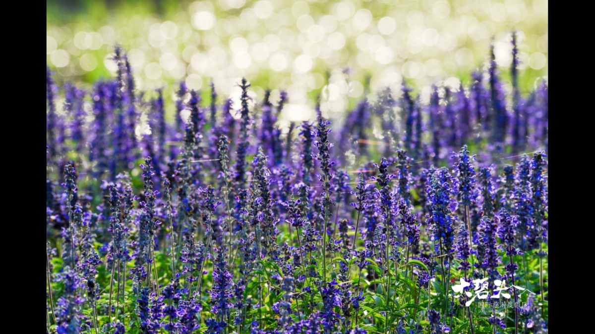 2020大碧头&汪苏泷 10.1-10.7开业盛典暨稻田音乐节_第8页