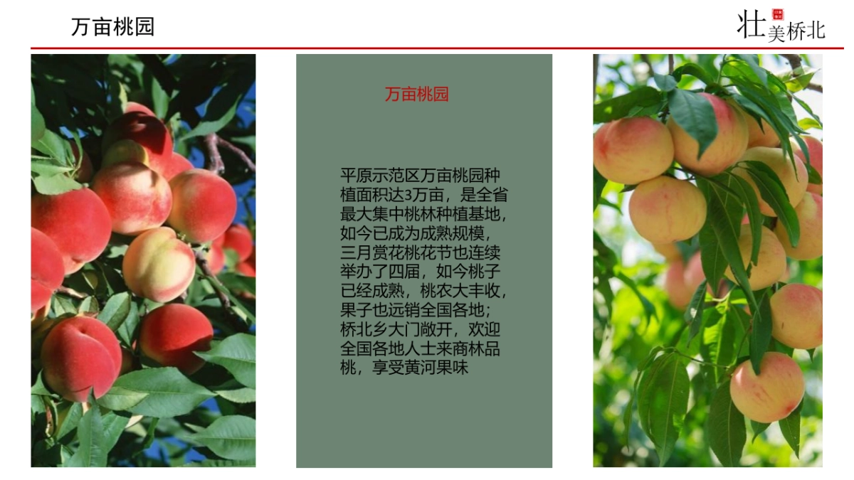 2021新乡市桥北乡区域生态链分析及音乐节主题活动策划方案_第7页