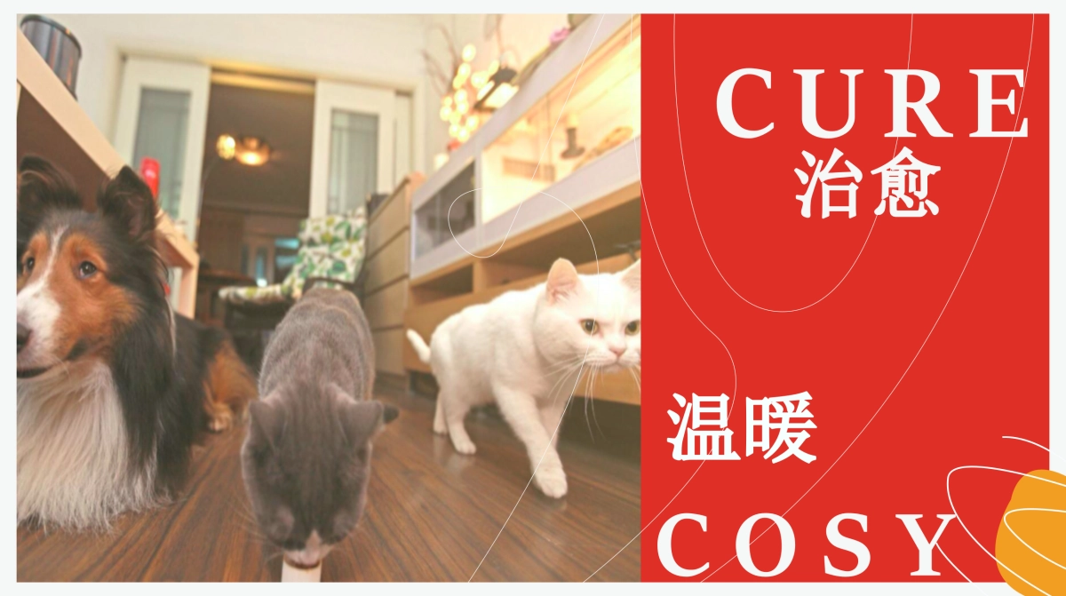 多可特萌宠音乐节企划案_第2页