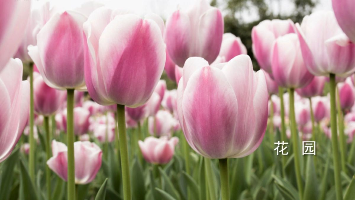 大云大云旅游区宣讲最终版_第4页