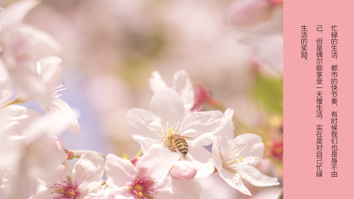 都市里的樱花味 春季创意樱花游园会活动策划方案_第5页